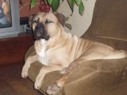 capone_20211130_1233995528